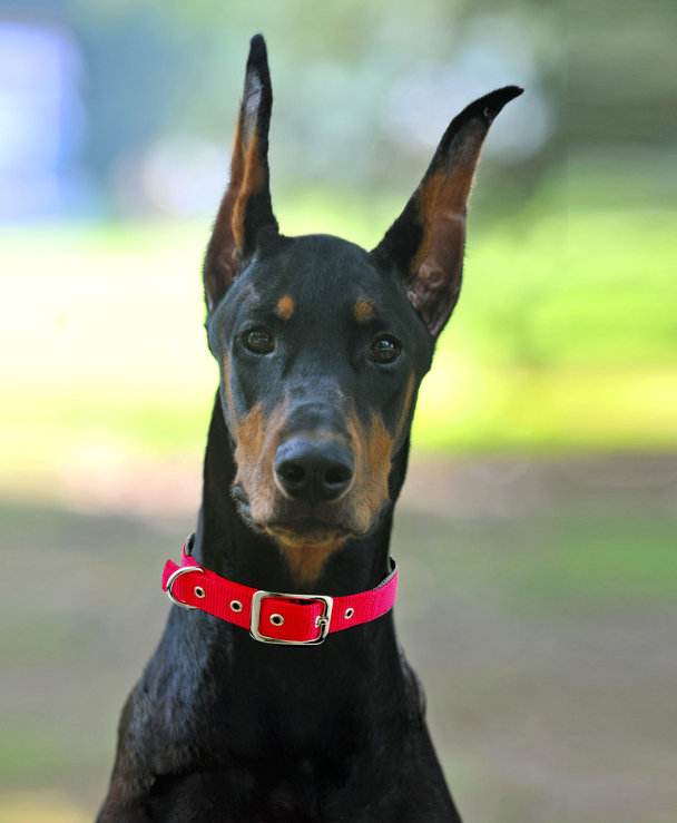 Dog Collar Image 4