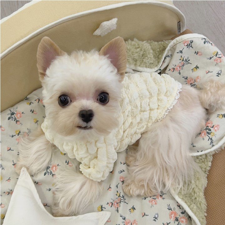 Pet Sweater Image 2