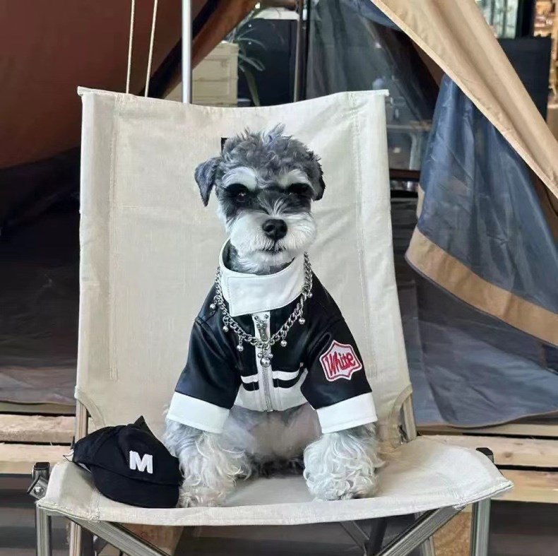Dog wearing black leather clothes