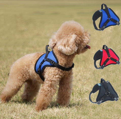 Dog Chest Strap in Action