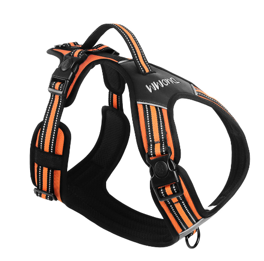 Glowing Dog Collar 2