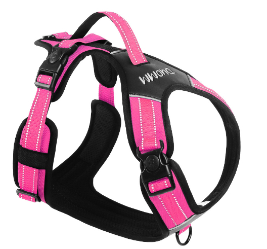 Glowing Dog Collar 1