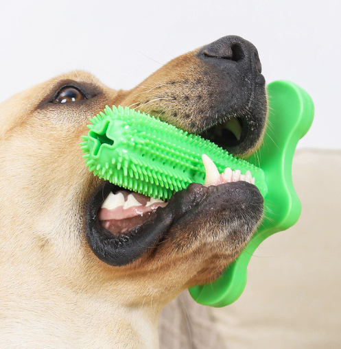 Cactus Green Dog Toy