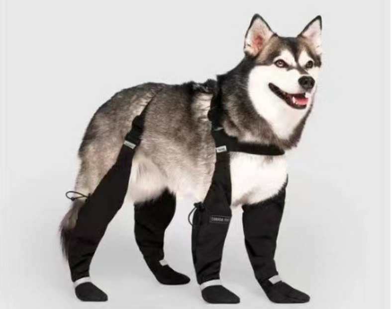 Dog Shoe 3