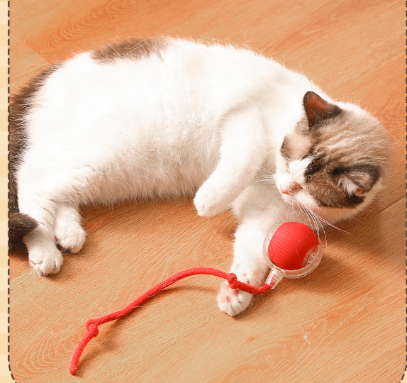 Engaged cat with teasing ball