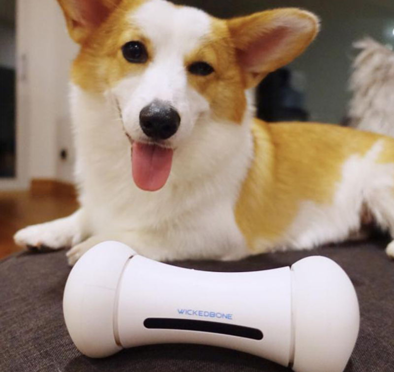 Interactive Smart Dog Toy