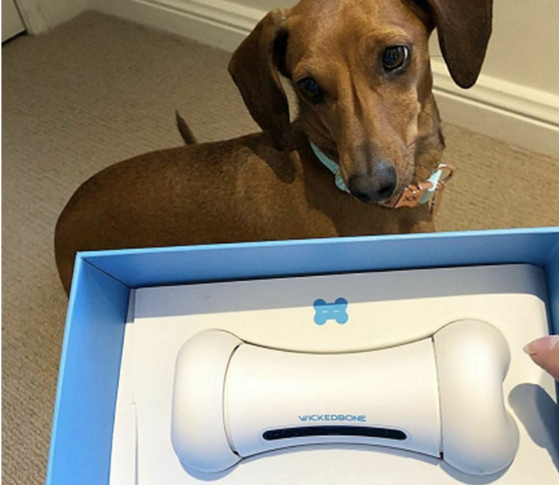 Interactive Smart Dog Toy - Engaging Design